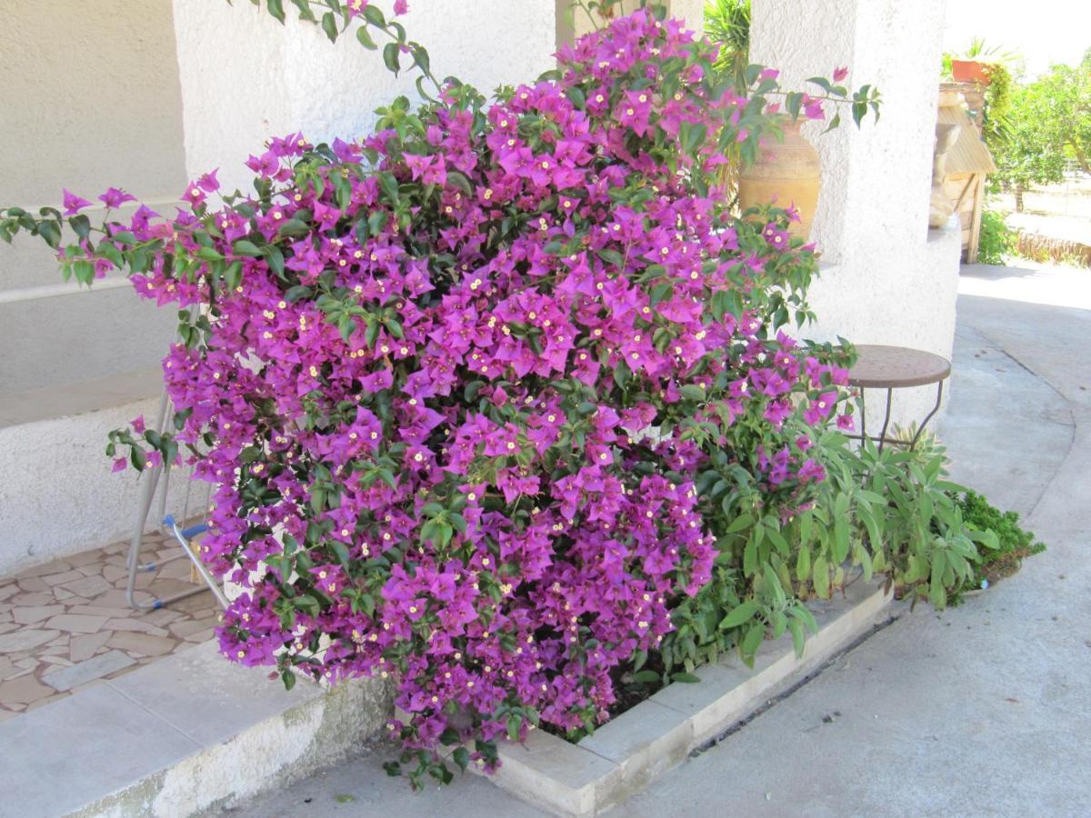 Bed and Breakfast i limoni Sorso Esterno foto