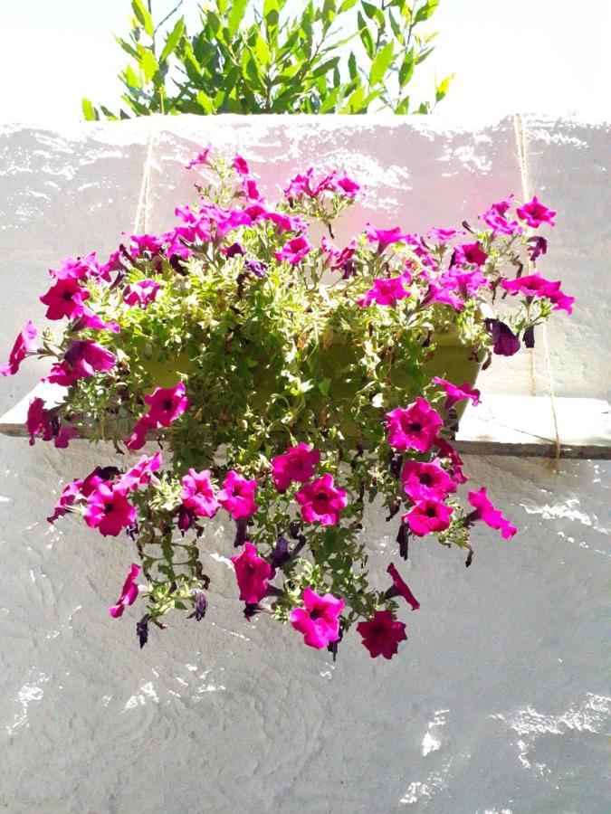Bed and Breakfast i limoni Sorso Esterno foto